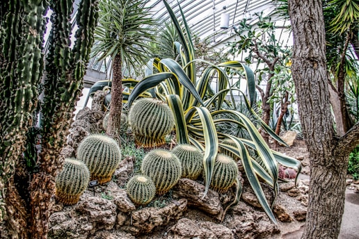 A vibrant array of cacti and succulents are growing in a structured botanical conservatory. Several large round cacti and tall leafy succulents are interspersed among rocky terrain. The backdrop features a greenhouse ceiling that allows natural light to illuminate the plants.
