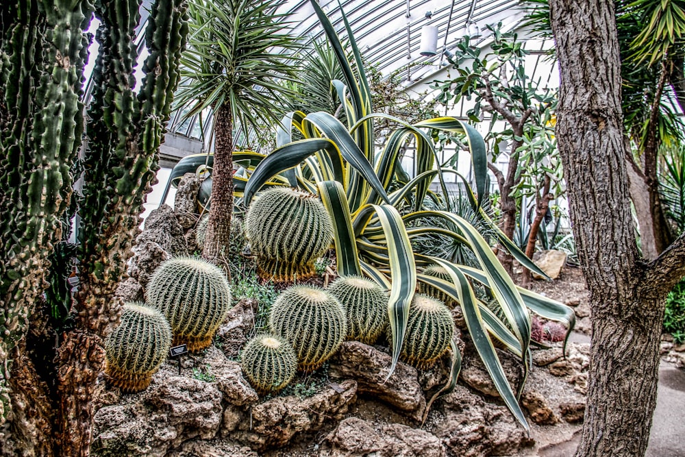 green cactus on rocks