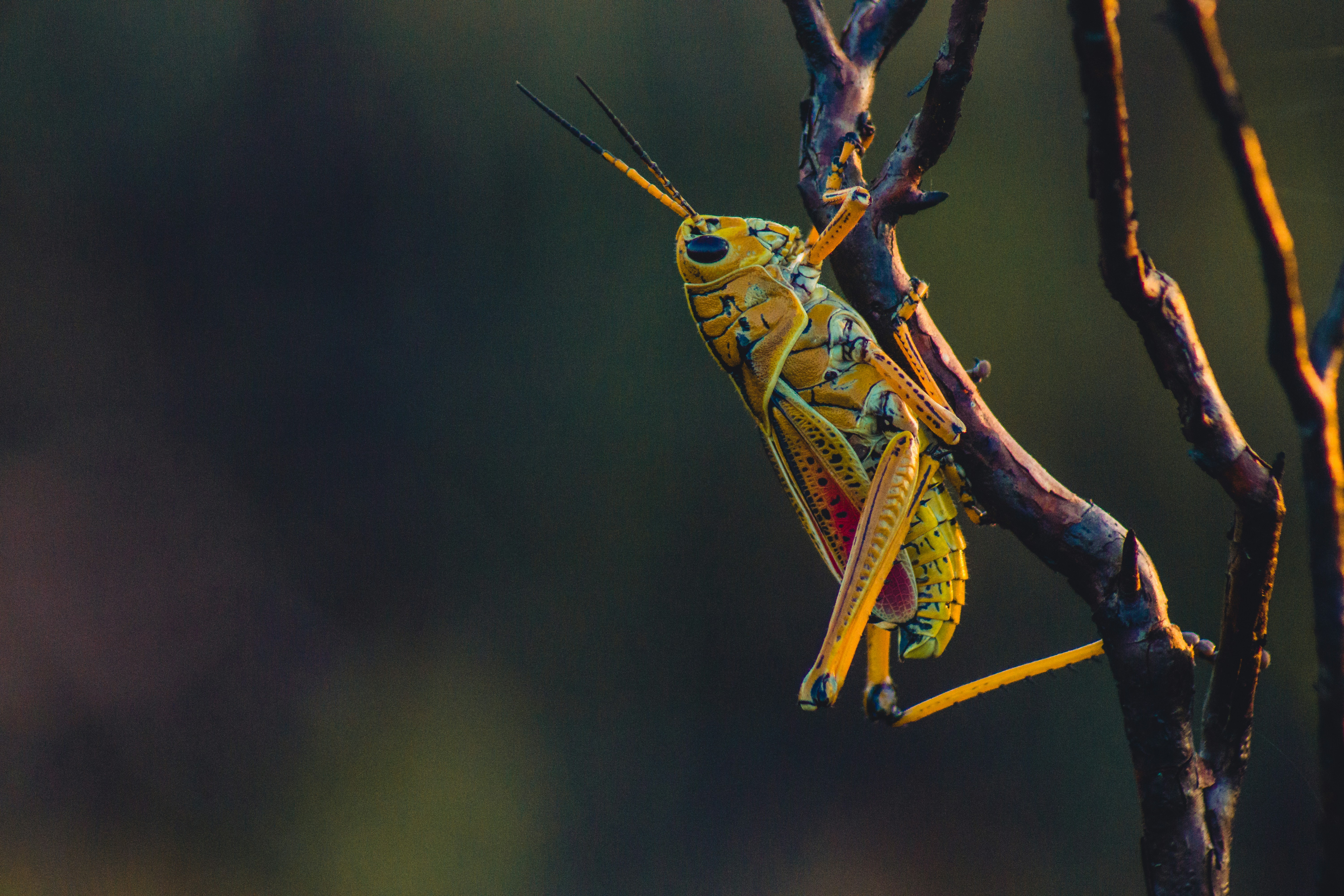 macro photography of yellow grasshopper on tree branch insect teams background