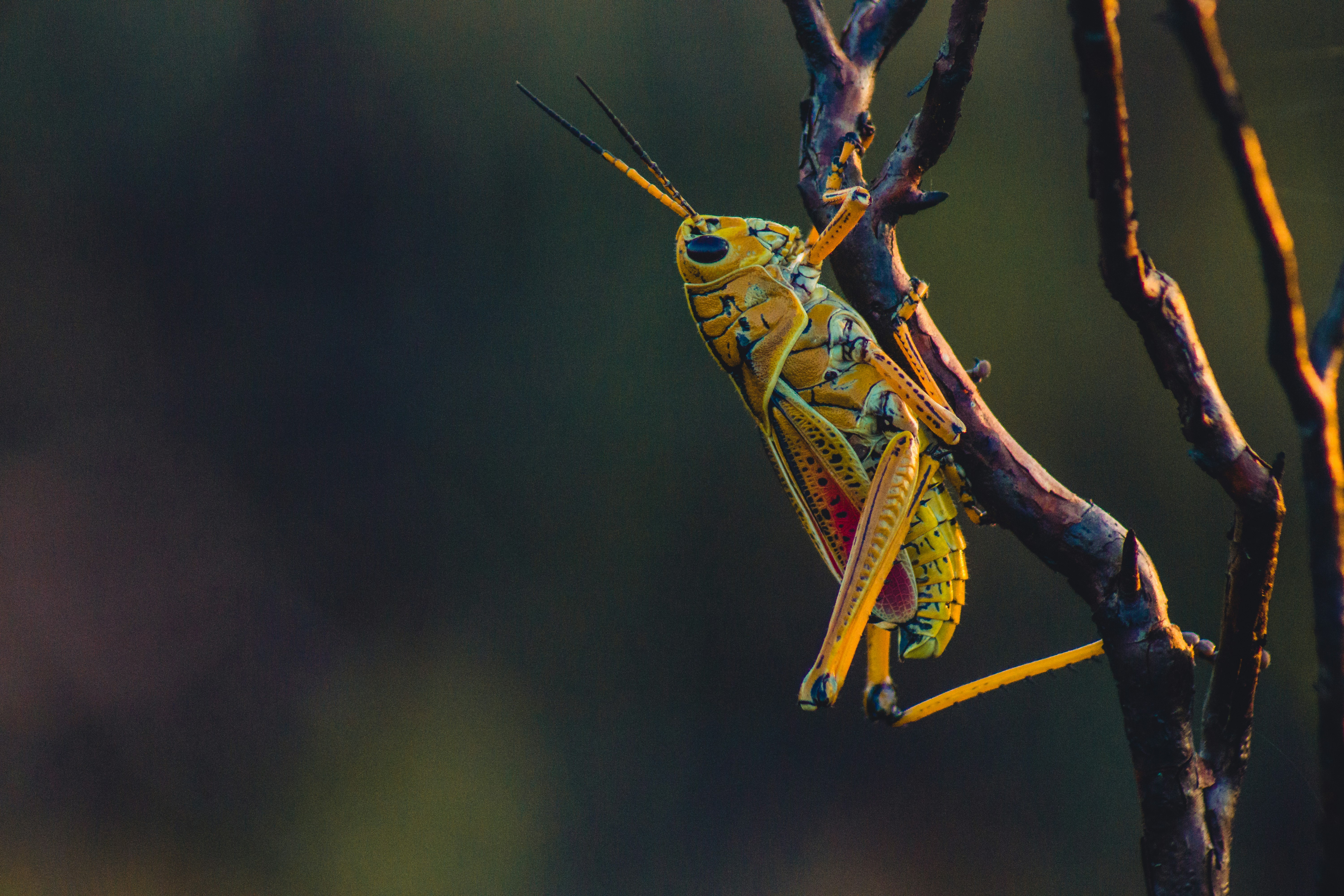 macro photography of yellow grasshopper on tree branch