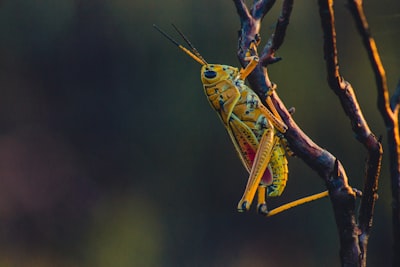 macro photography of yellow grasshopper on tree branch insect google meet background