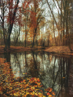dried maple leaves on body of water near maple leaf trees