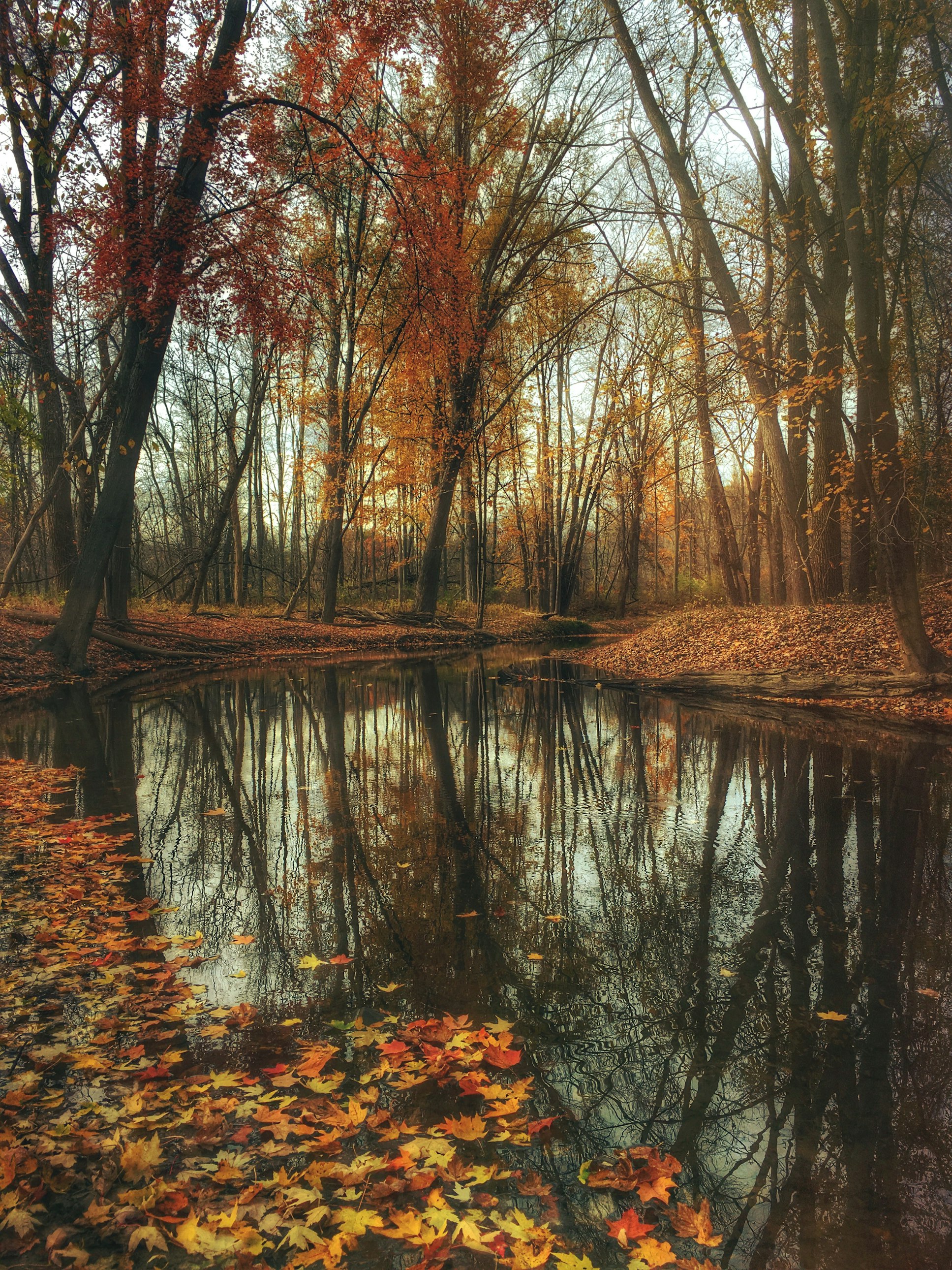 2183 S Sycamore Dr, Burton, MI 48509, USA, United States Autumn leaves floating in a park