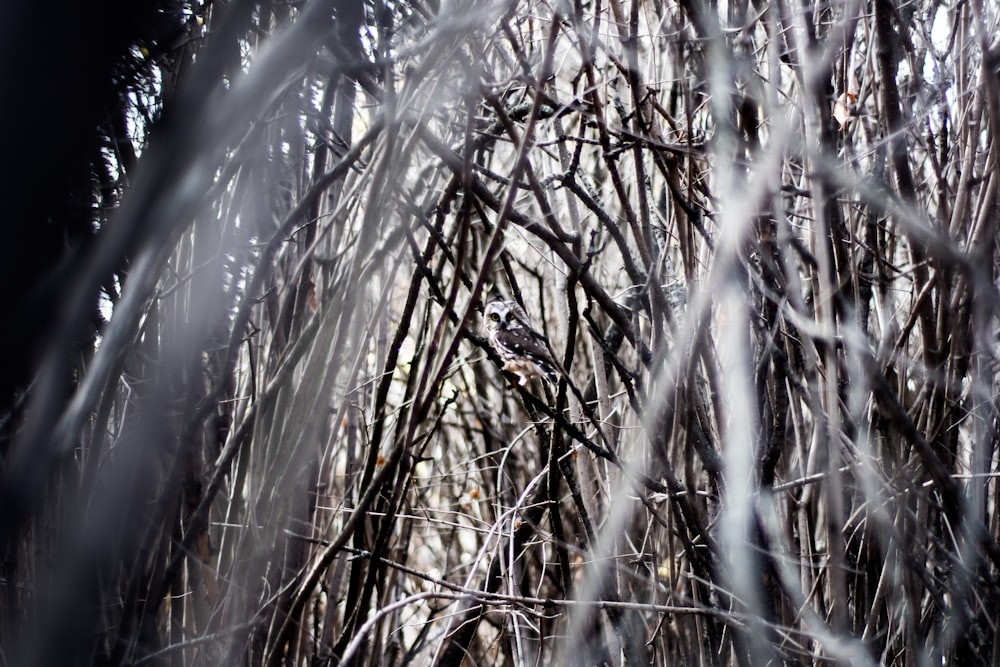 selective focus of gray bird on branch