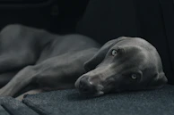 A Weimaraner dog is lying down on a dark, textured surface. The dog has a smooth gray coat and light-colored eyes gazing softly at the camera. Its body is partially stretched out, appearing relaxed and calm.