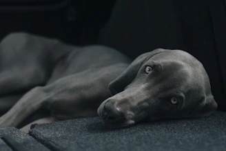 A Weimaraner dog is lying down on a dark, textured surface. The dog has a smooth gray coat and light-colored eyes gazing softly at the camera. Its body is partially stretched out, appearing relaxed and calm.