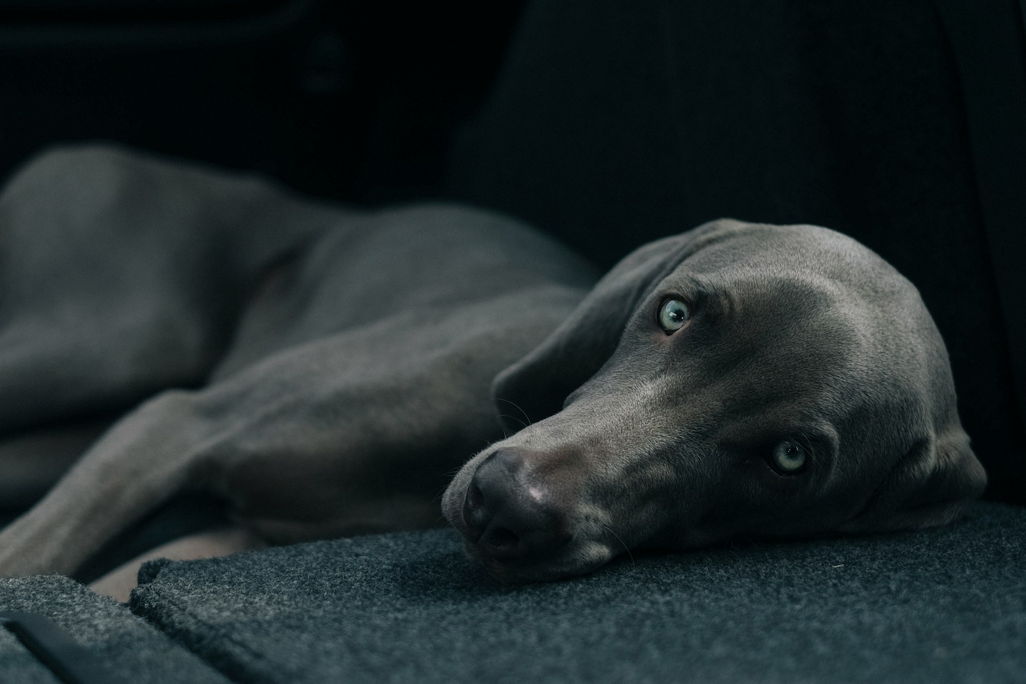 blue weimaraner