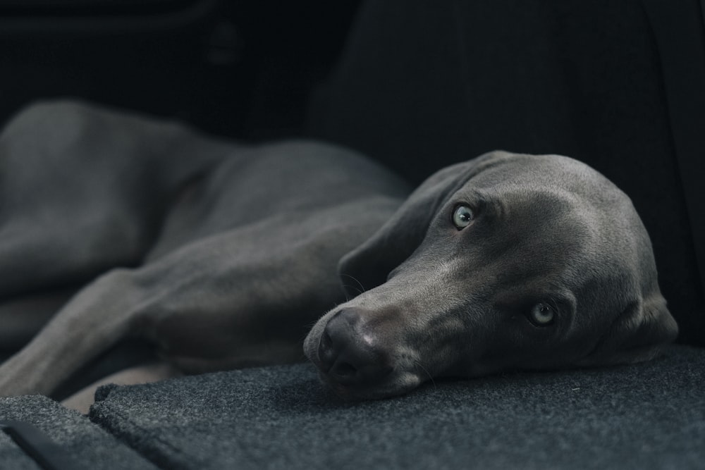 dog laying black surface