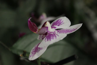 Close-up of a vibrant deep orchid purple orchid with soft lighting highlighting its delicate petals.