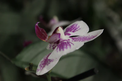 A close-up of a deep purple orchid bloom with soft natural lighting highlighting its delicate petals.