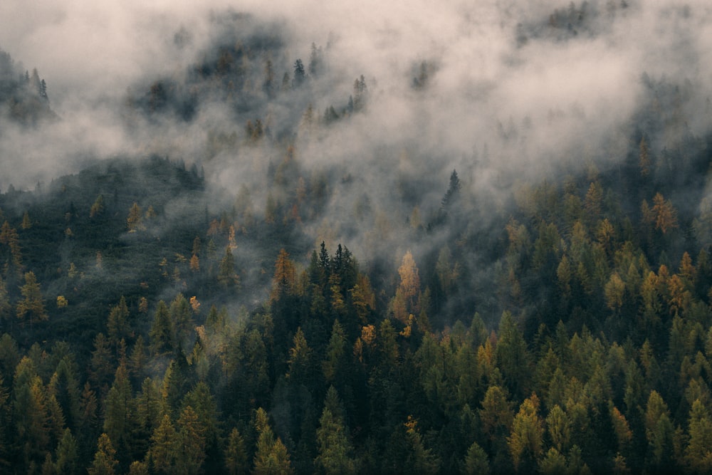 green trees covering with fog during daytime