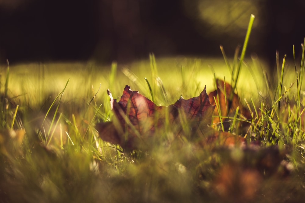 low-angle of dried leaf on grass