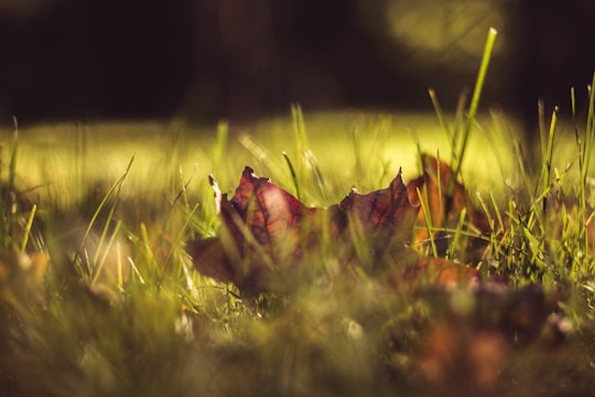 low-angle of dried leaf on grass in Казань Russia