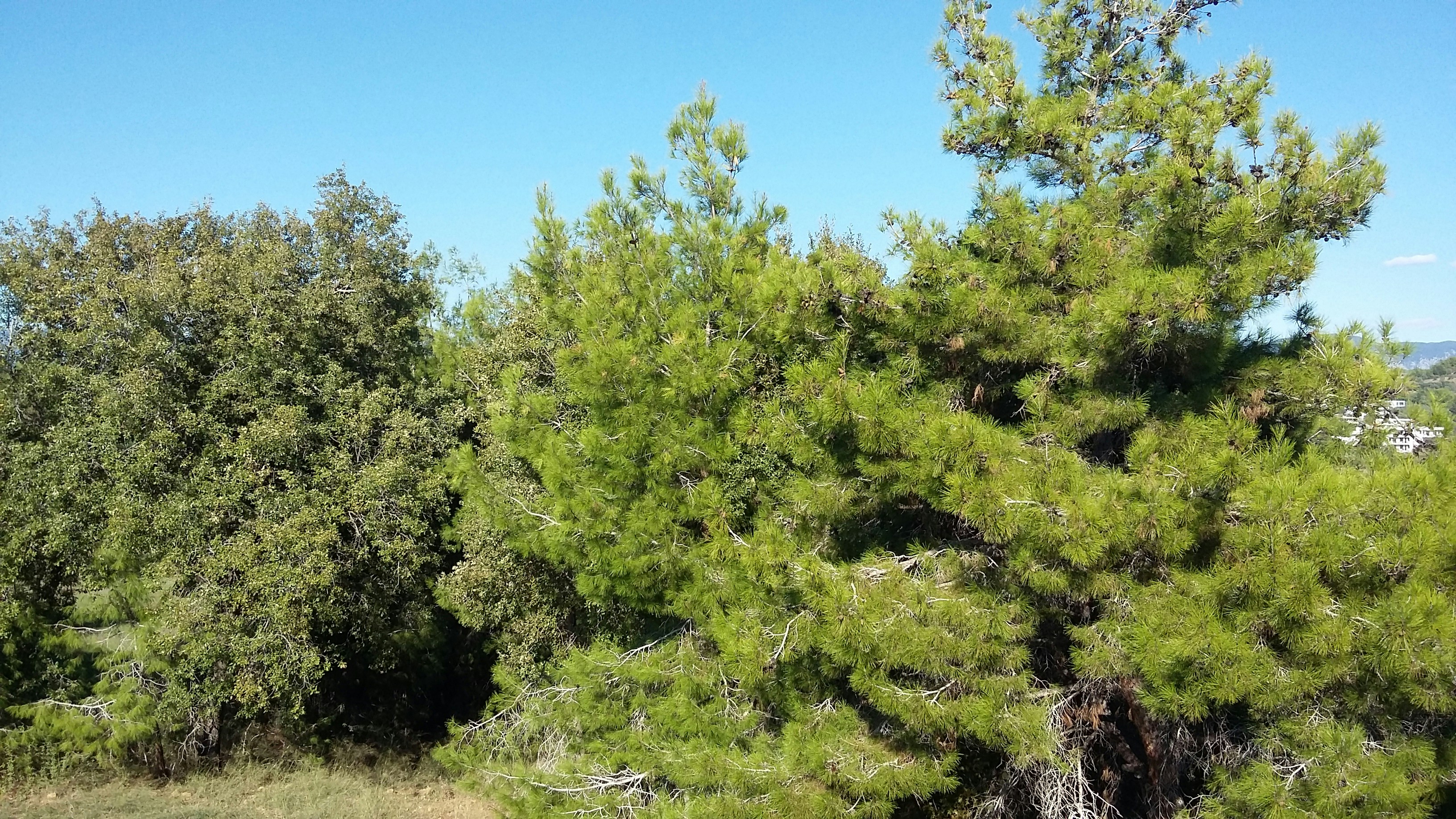 Free Unsplash photo from İrem  Papatya