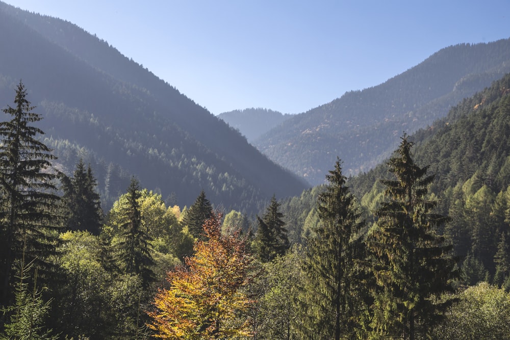 high angle view of pine trees