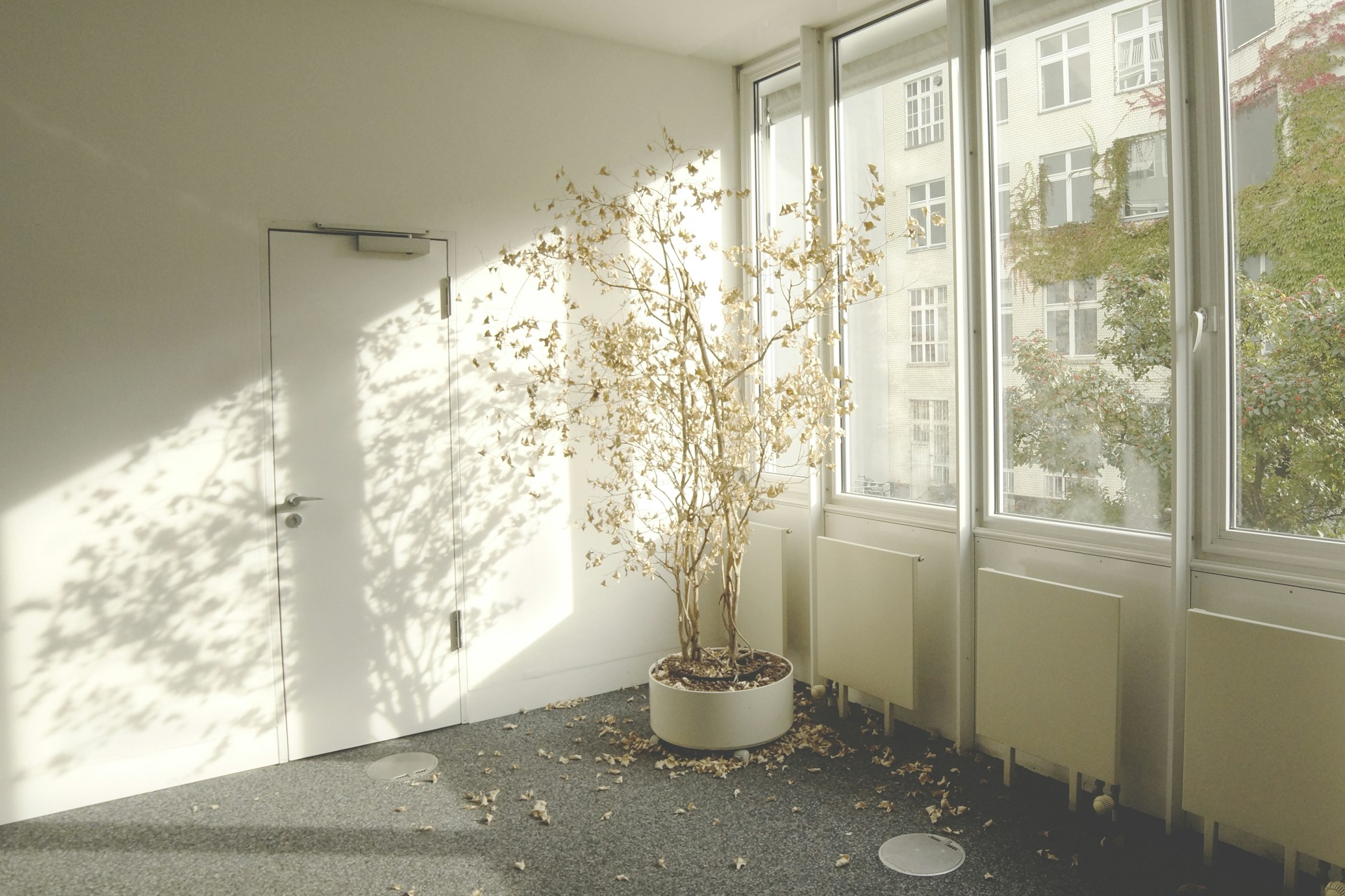 a tree sheds its leaves inside a white room. Outside the window another tree is flourishing