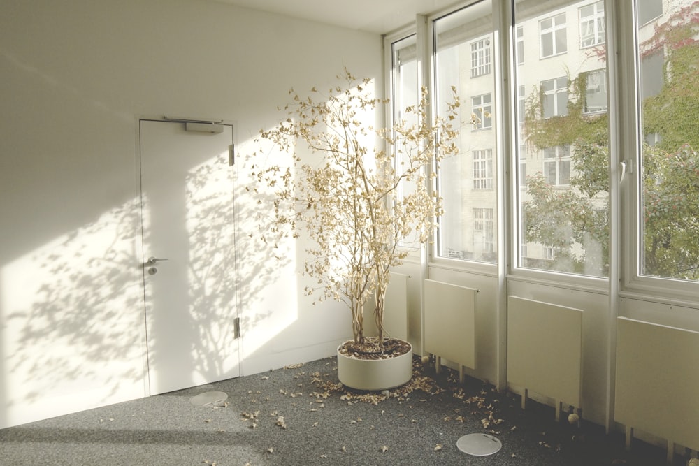 gray tree near the glass window