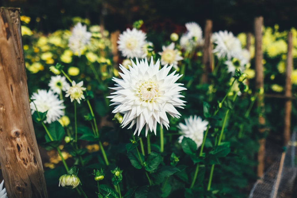 blooming white chrysanthemum flowers