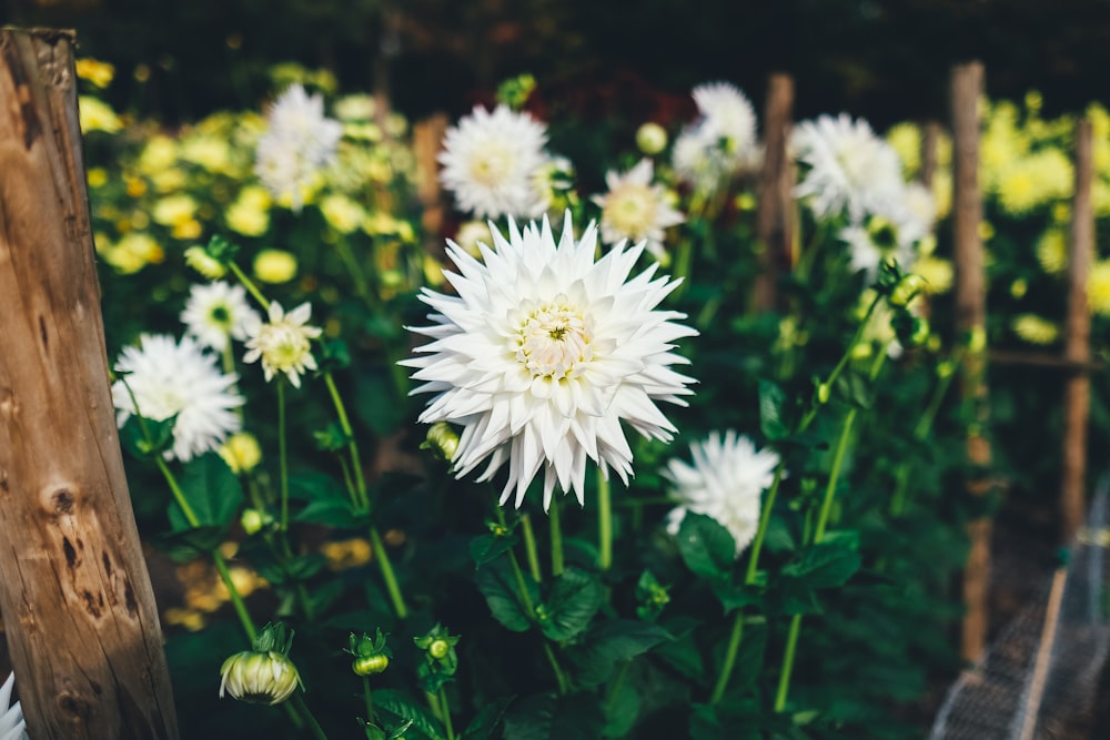 flores de crisantemo blanco en flor