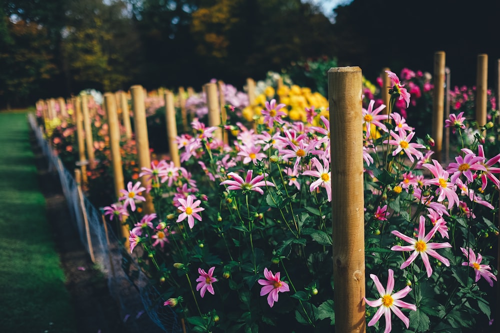 shallow focus photo of pink flowers