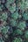 top view of green succulent plants