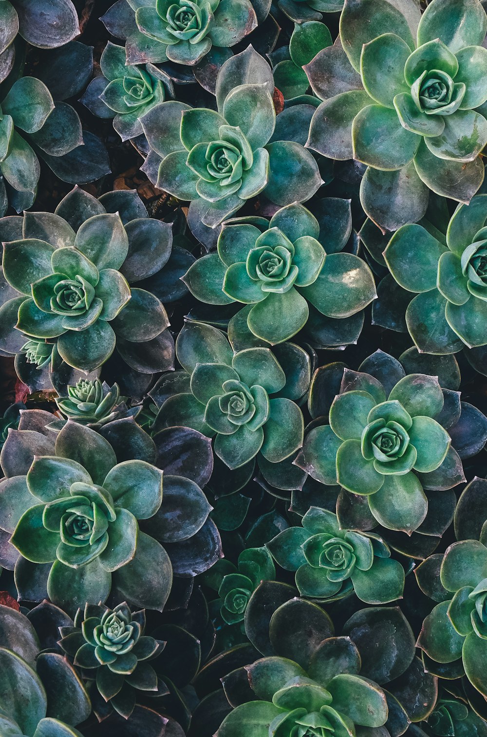 top view of green succulent plants