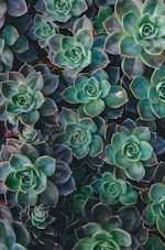 Mammillaria Grahamii Cristata