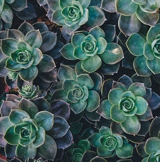 top view of green succulent plants