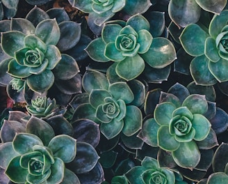 top view of green succulent plants