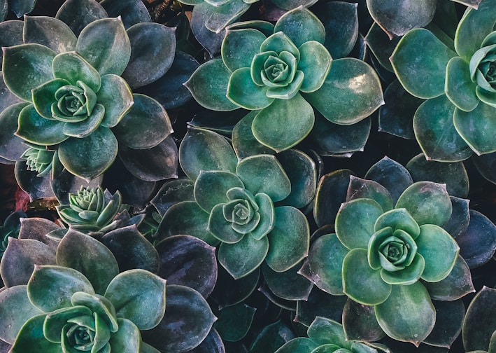 top view of green succulent plants