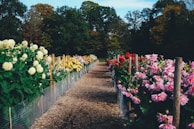 Close-up of vibrant flower beds arranged neatly along a garden path.