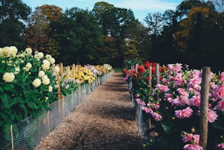 Brightly colored flowerbeds arranged neatly along a garden path.