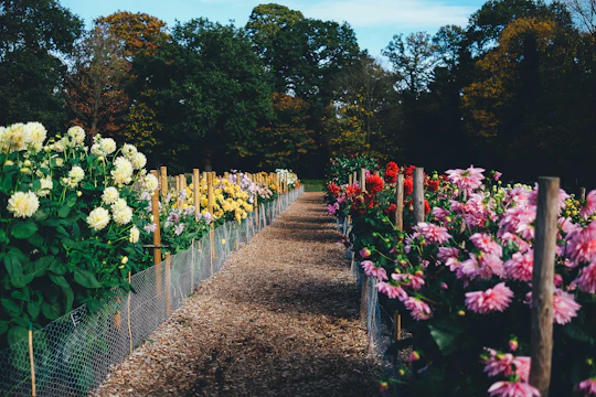 Vibrant flower beds lining a garden path with a neat fence in the background.