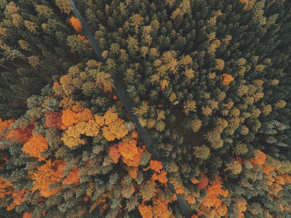 albero a foglia marrone e verde