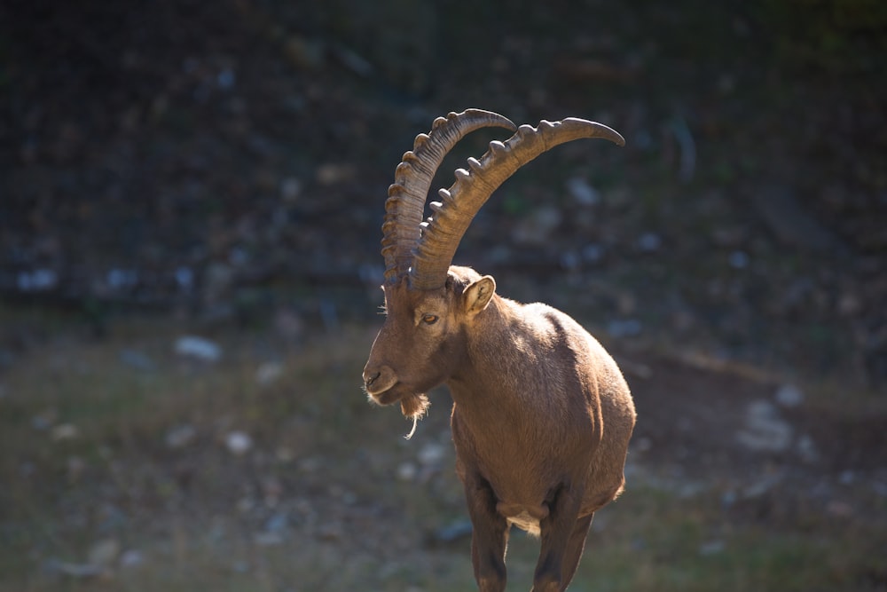 brown mountain goat standing on grass