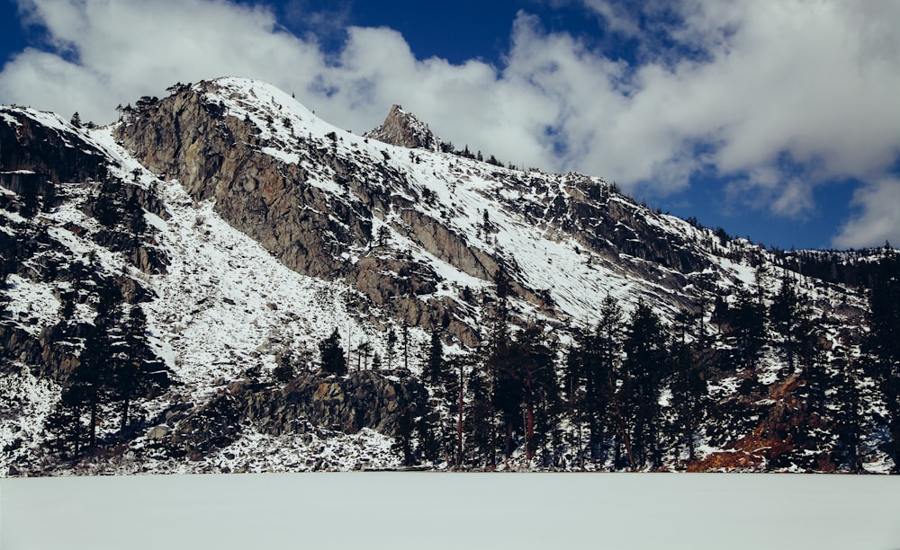 Foto de nieve y árboles cubiertos de montaña