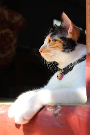 A curious cat wearing a handmade collar with a bow, exploring a sunny windowsill.