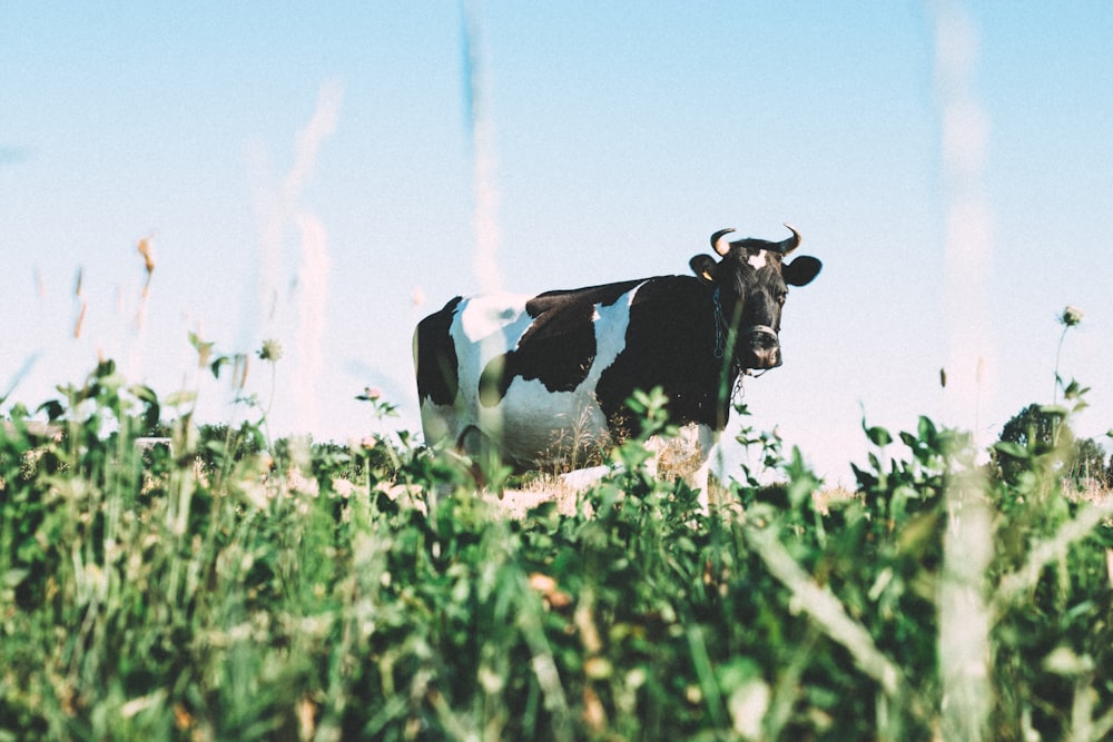 vache laitière noire et blanche sur les herbes vertes pendant la journée