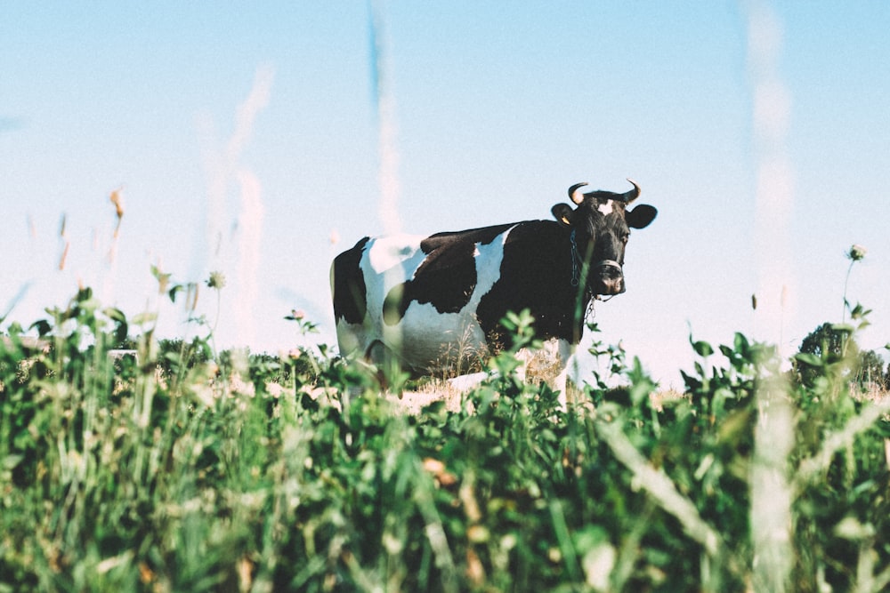 mucca da latte in bianco e nero su erbe verdi durante il giorno