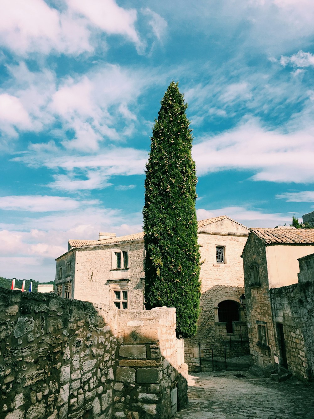 albero foglia verde accanto ai muri vicino all'edificio