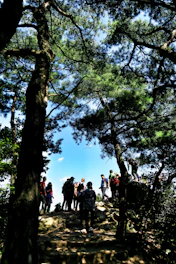 A group of volunteers planting native trees along a sunlit trail in Staunton State Park.
