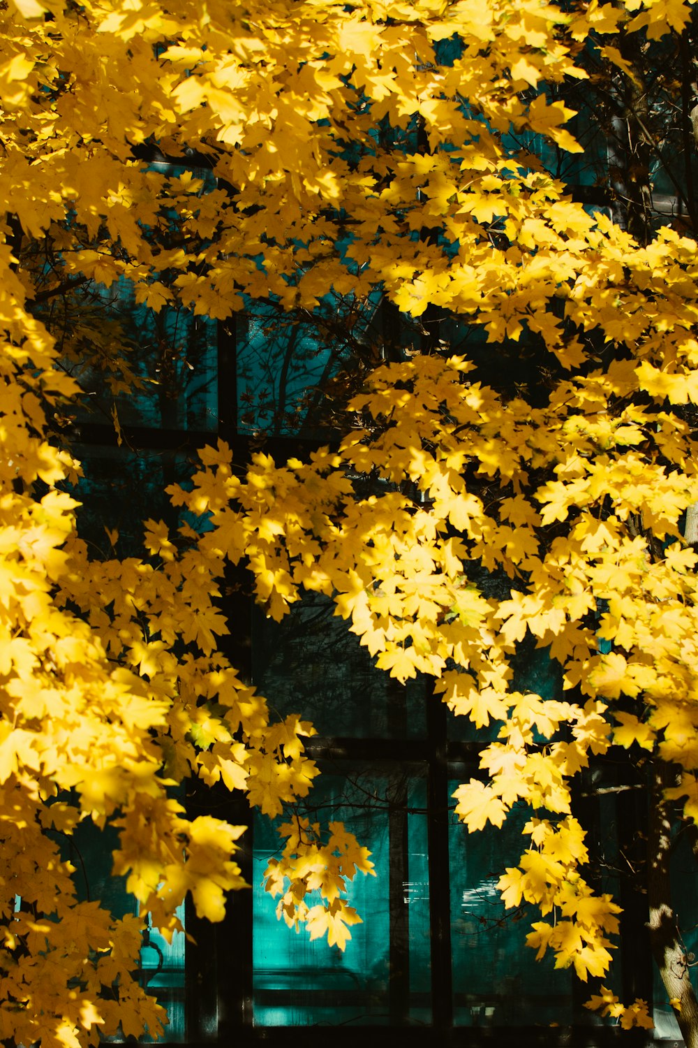 yellow tree