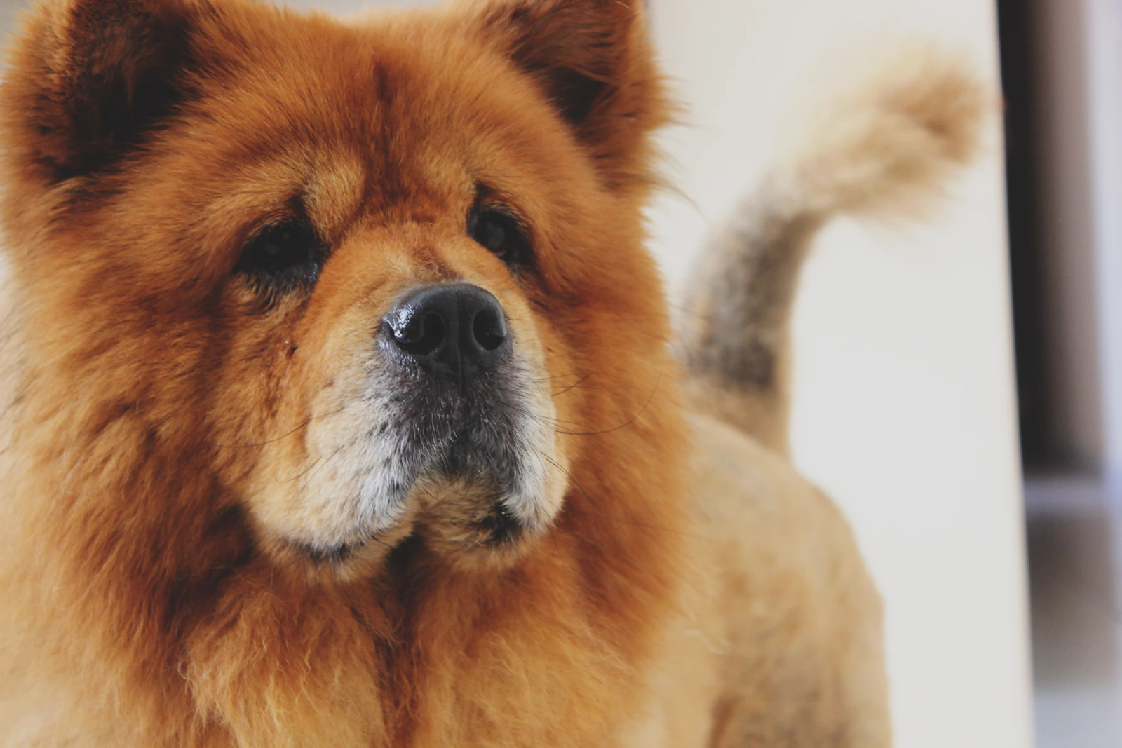 Adult brown Chow Chow with thick ruff, photo on Unsplash