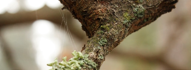 A close-up view of a tree branch covered in moss and lichen, with fine strands of spiderweb extending between the textures. The background is softly blurred, providing a natural, earthy appearance.