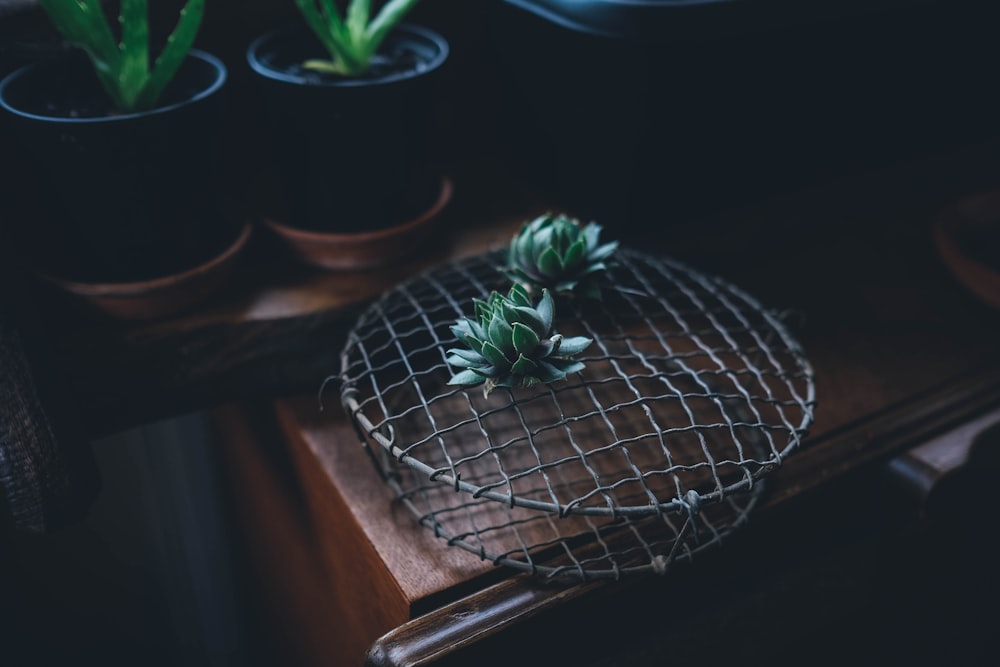 succulent plant beside Aloe vera plant with pots