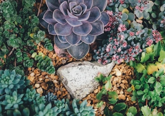 grey stone surrounded with succulent plants