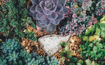 grey stone surrounded by golden-brown pebbles and succulent plants