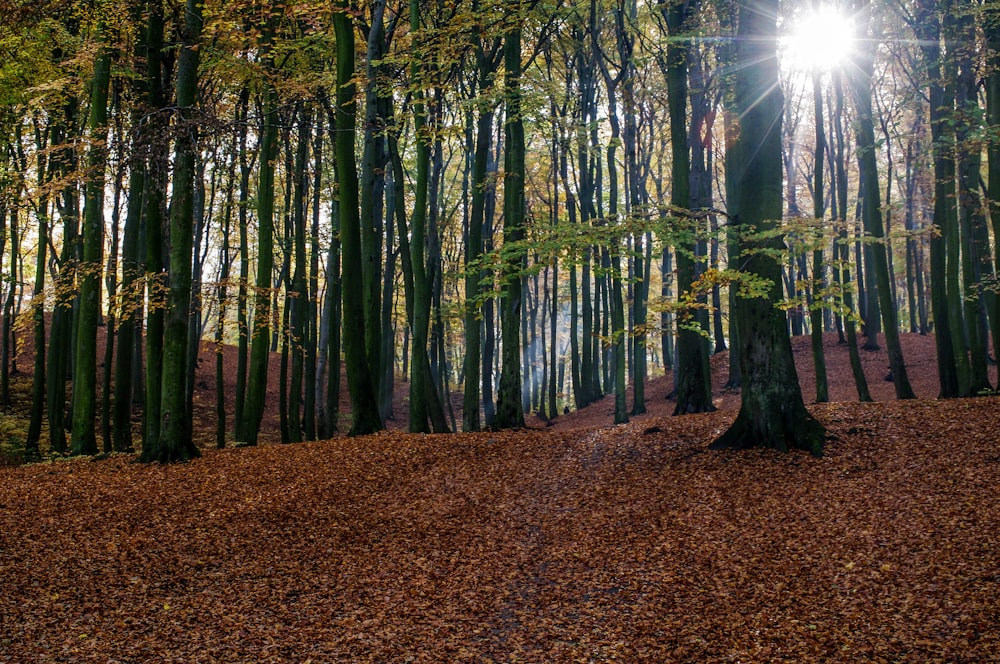 campo di alti alberi dalle foglie verdi