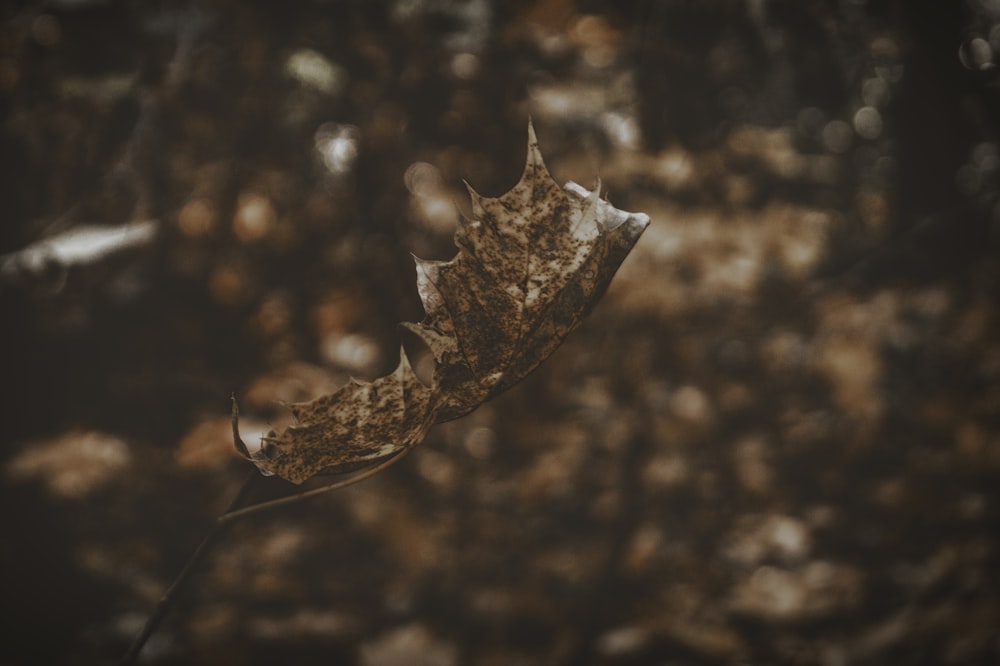 closeup photograph brown dried leaf