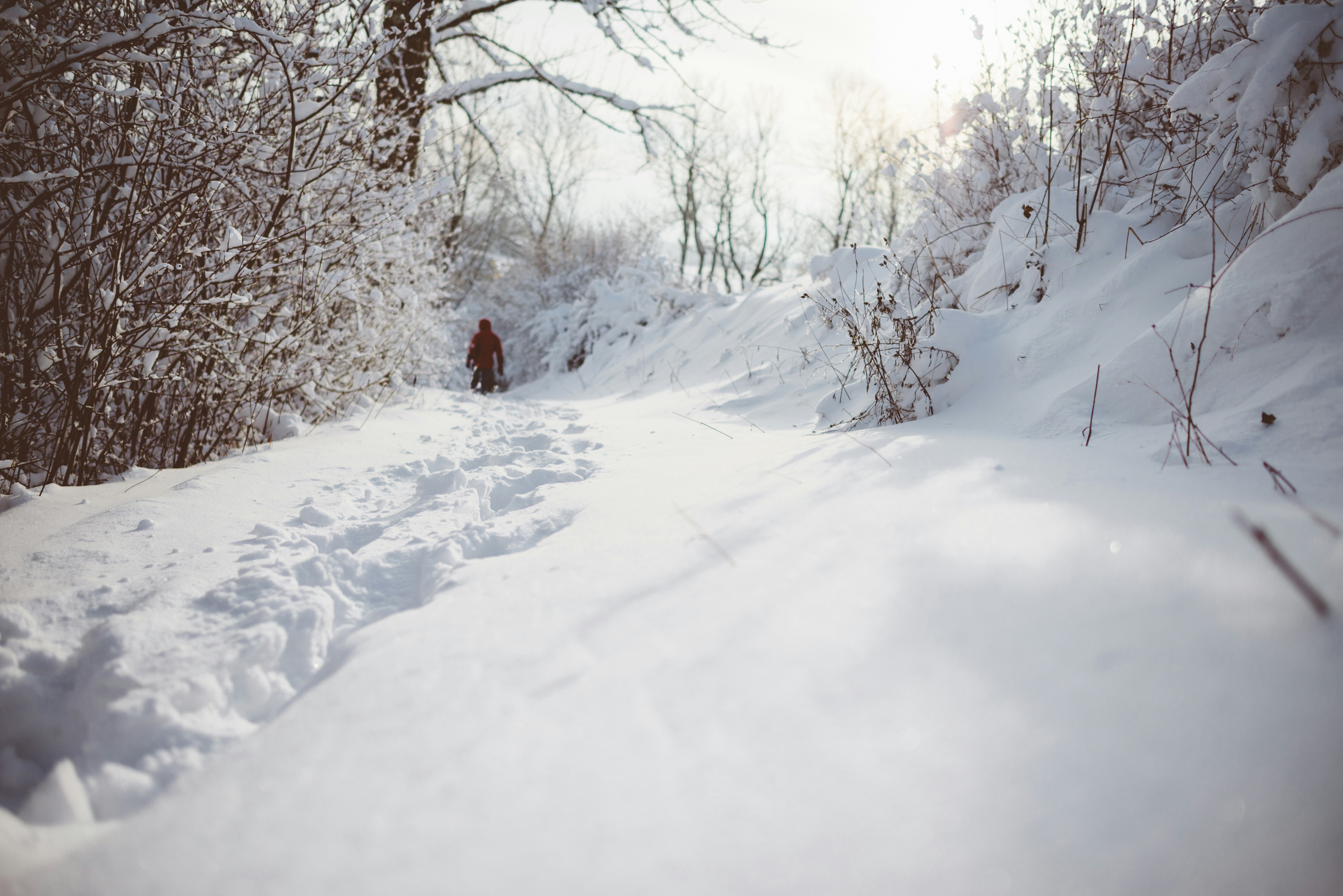 Free Unsplash photo from Philipp Molter